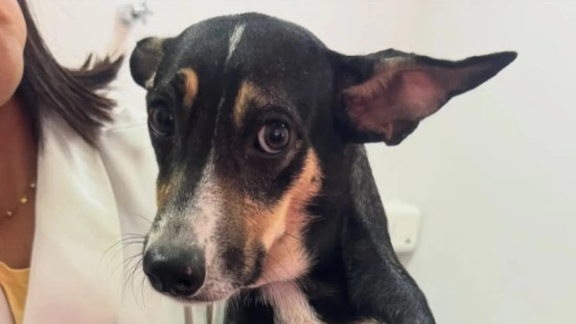 Feira de Adoção de Animais